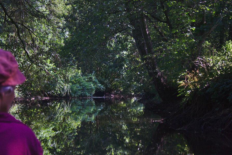 Zweig-Dickicht über der Alster Zweig-Dickicht über der Alster