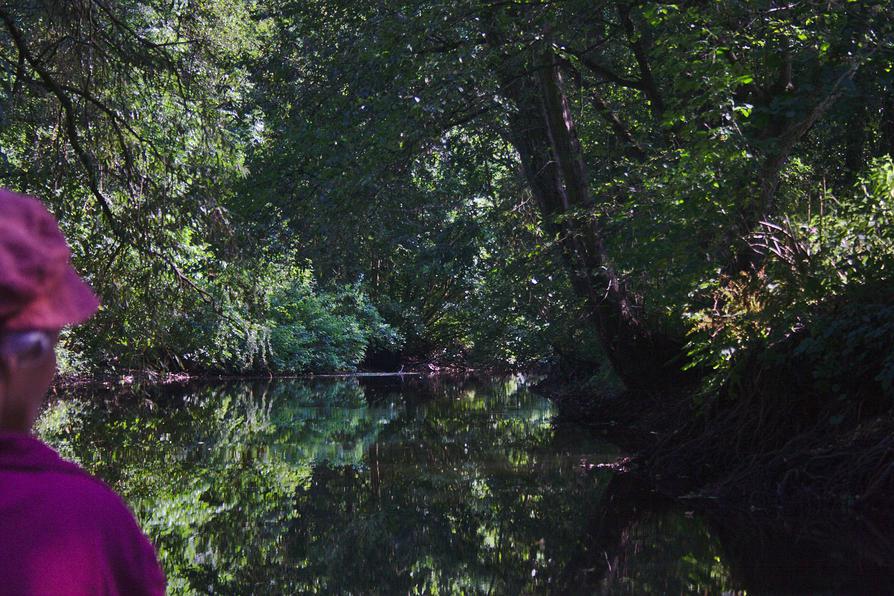 Zweig-Dickicht über der Alster