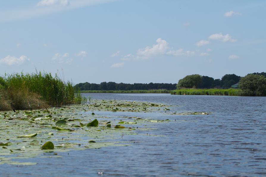 kleines Seerosenfeld auf der Eider