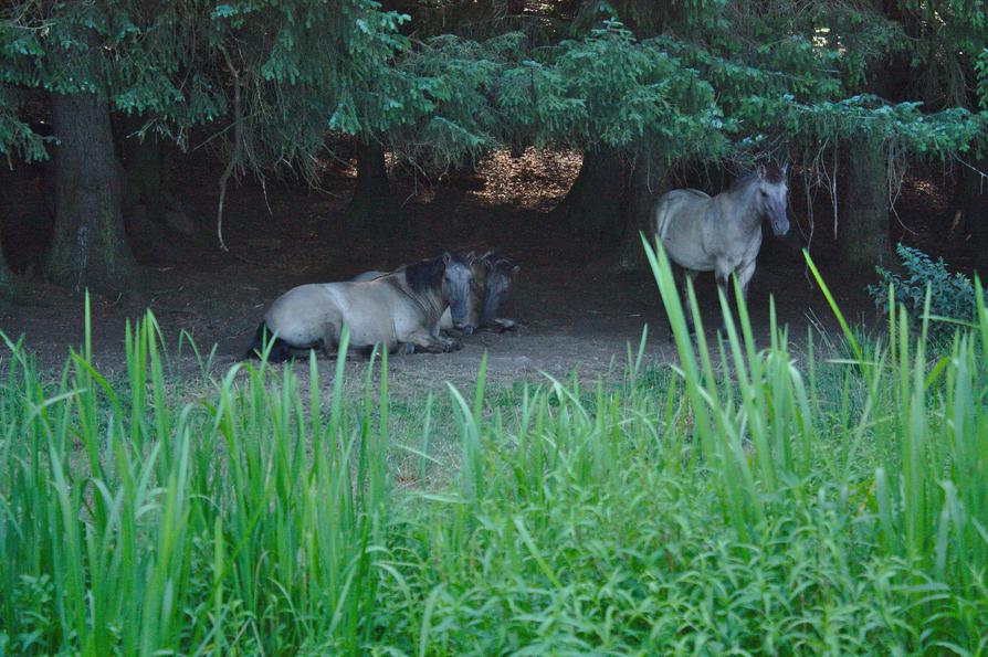 Konik-Pferde an der Eider Konik-Pferde an der Eider