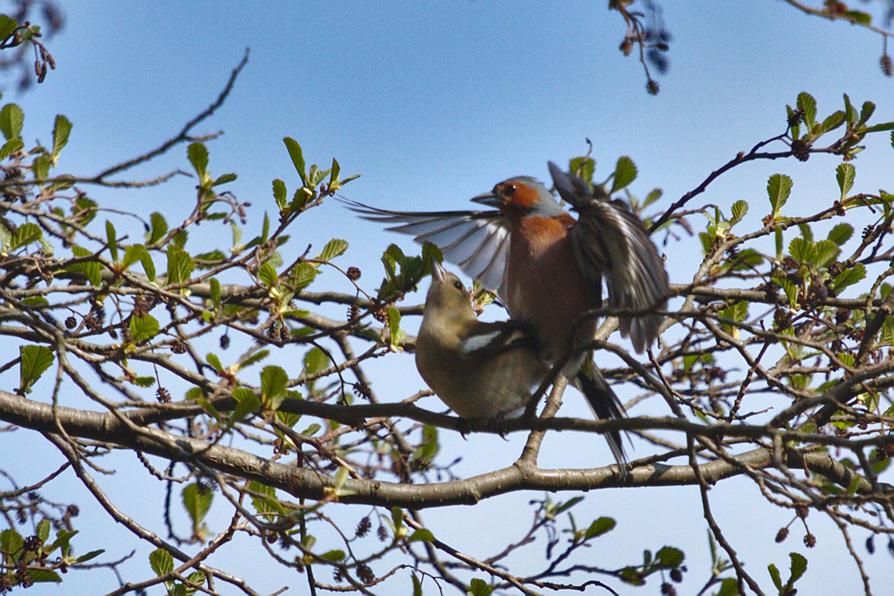 Buchfinkenpärchen in Paarung