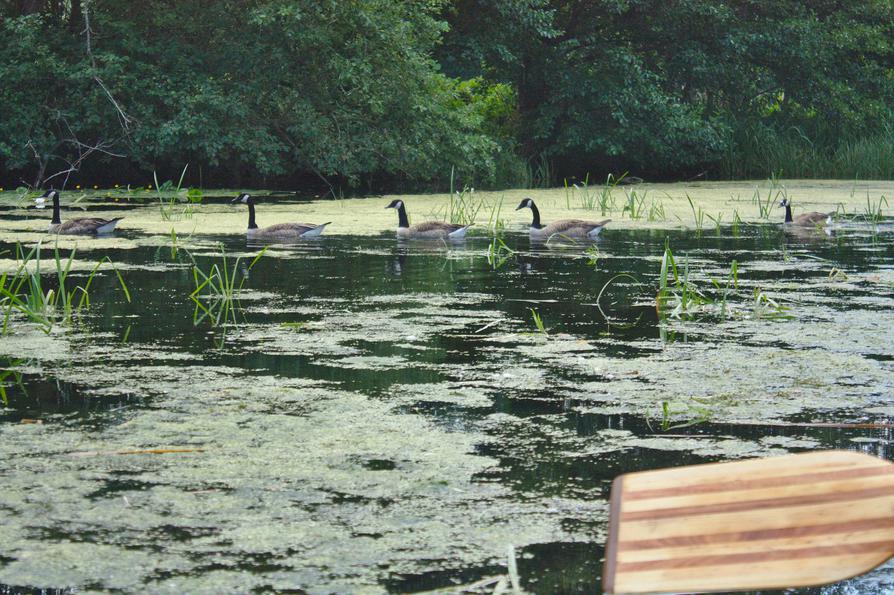 Wildgänse auf dem Rosensee