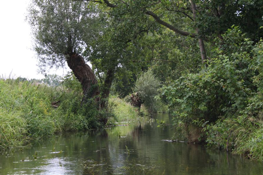 Richtgraben bei Friedrichsaue