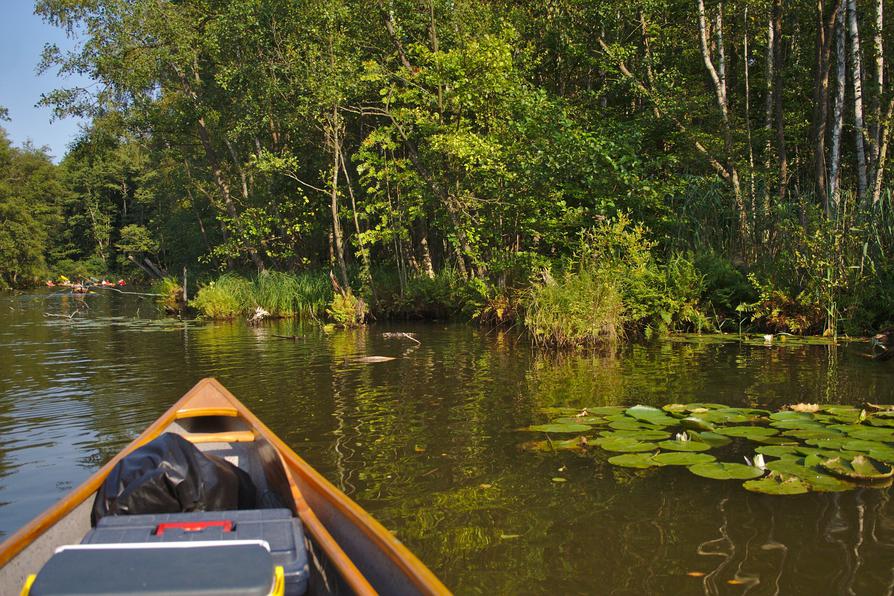 wilde Natur in der Dollbek