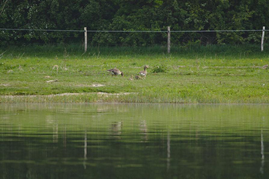 Graugänse mit Küken