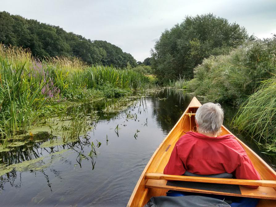 blühende Uferstauden an der Eider