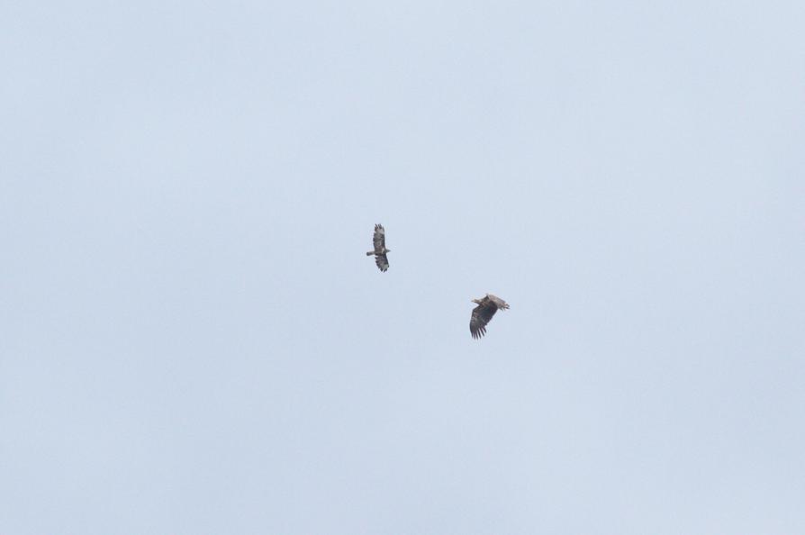 Seeadler und Mäusebussard über dem Kleinen Plöner See