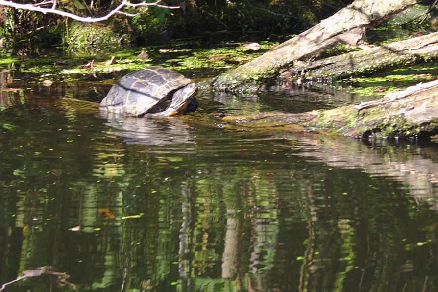 Schildkröte in der Schwentine Schildkröte in der Schwentine