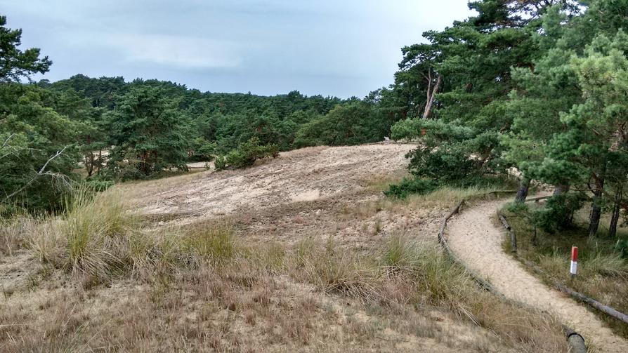 Binnendünen bei Klein Schmölen nahe der Elbe bei Dömitz