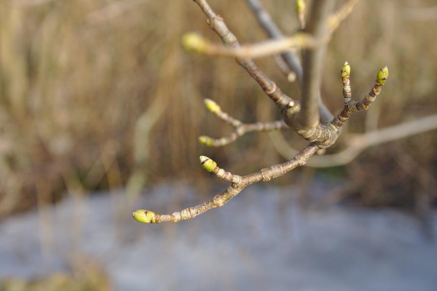 Erstes Grün Erstes Grün