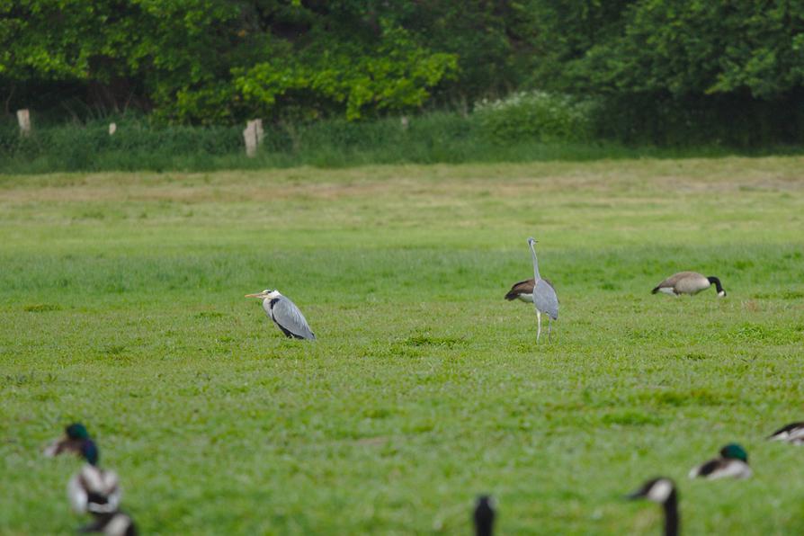 Graureiher und Kanadagänse in Preetz Graureiher und Kanadagänse in Preetz