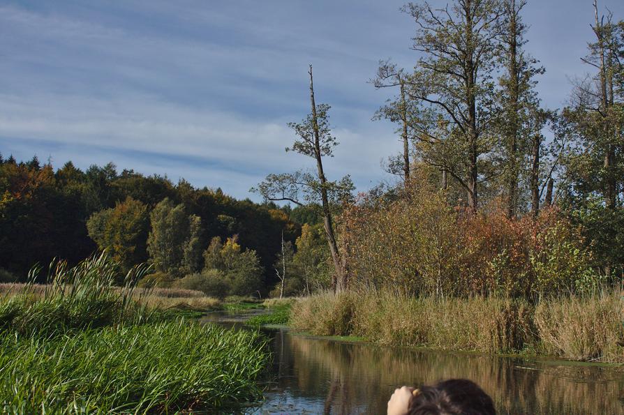 Eidertal-Wildnis bei Grevenkrug