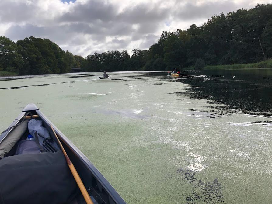 Rosensee mit viel Entengrütze Rosensee mit viel Entengrütze