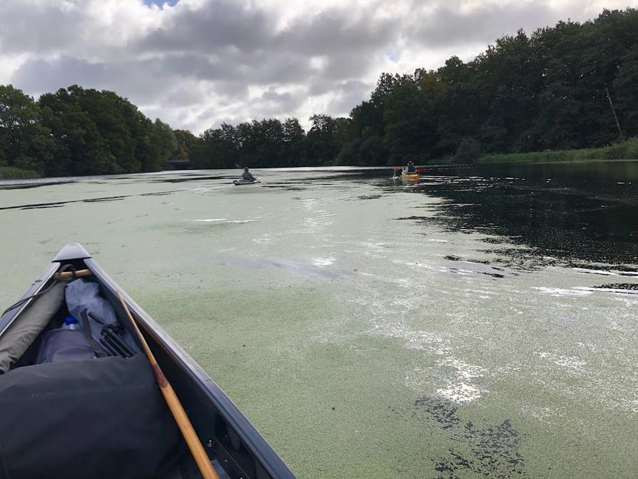 Rosensee mit viel Entengrütze