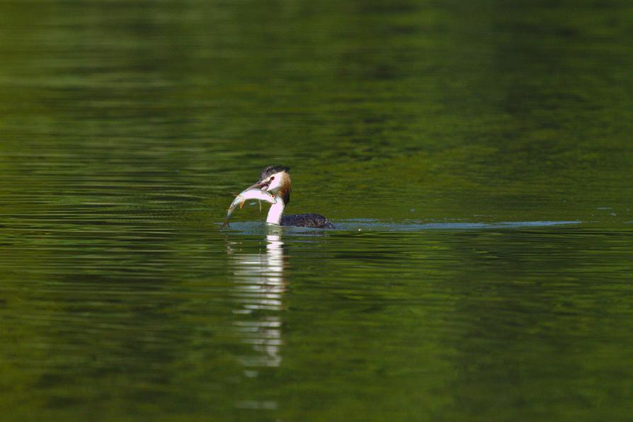 Haubentaucher auf dem Dollgowsee