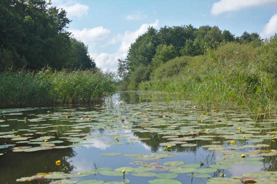 Wildnis im Mildenitz-Altarm