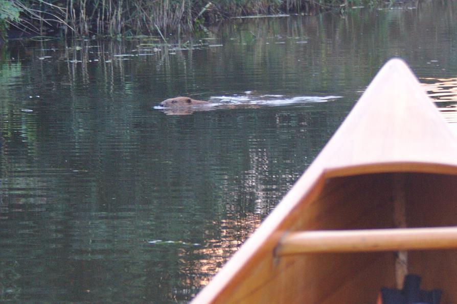 Biber in der Neukalener Peene