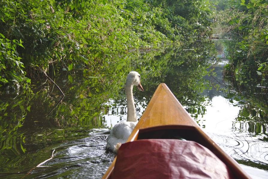 Schwan beim Heegesee