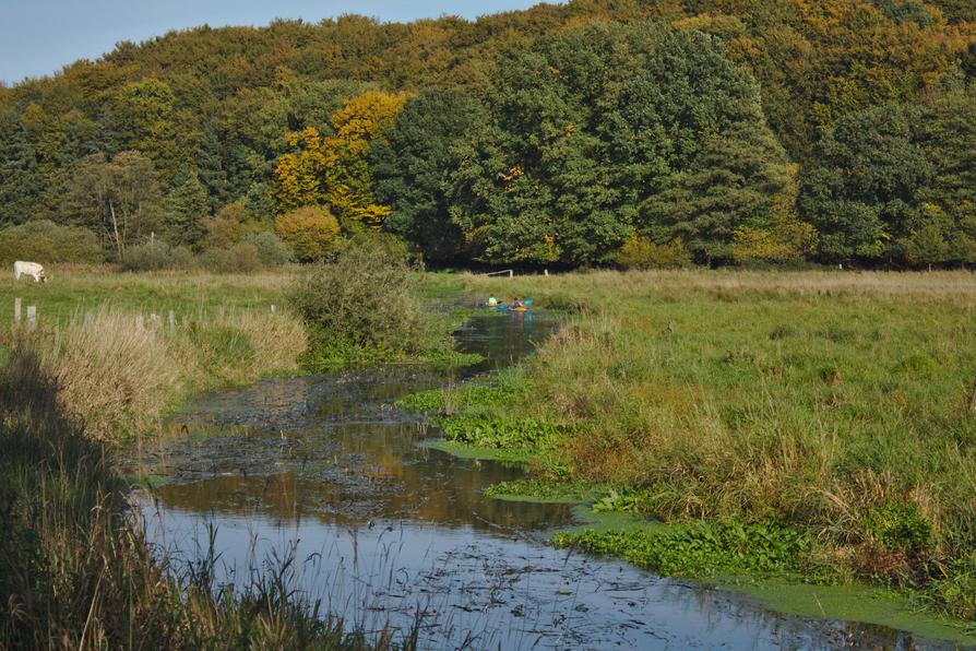 Gehölz an der Eider