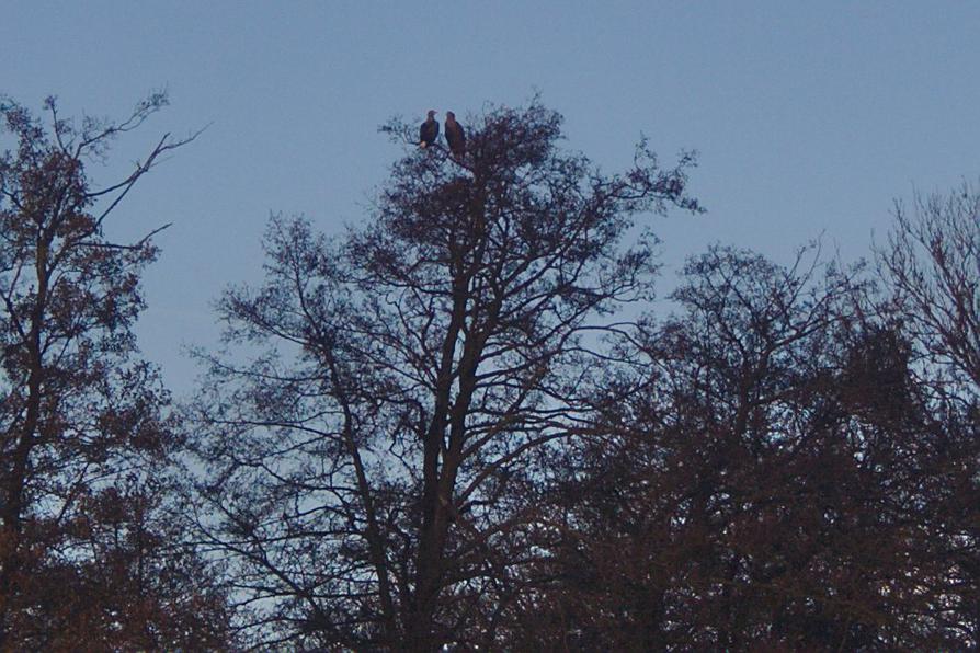 Seeadler-Pärchen auf der Sonneninsel