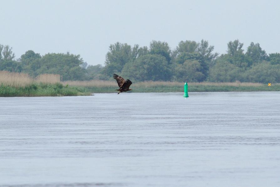 Ein Seeadler an der Oder