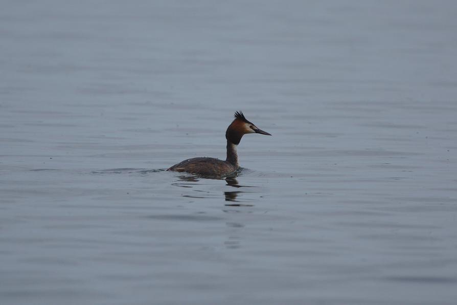 Ein Haubentaucher auf dem Großen Plöner See