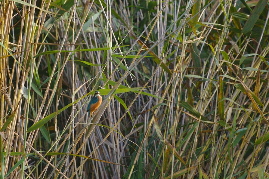 Eisvogel bei Trittelwitz an der Peene