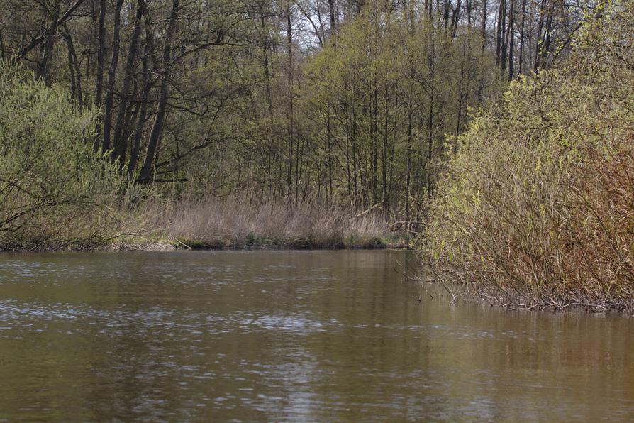 Schwentine im Frühling