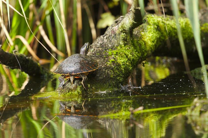 Schildkröte an der Eider