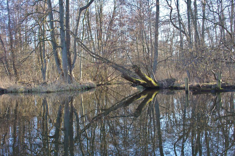 Auenwald bei Klausdorf Auenwald bei Klausdorf