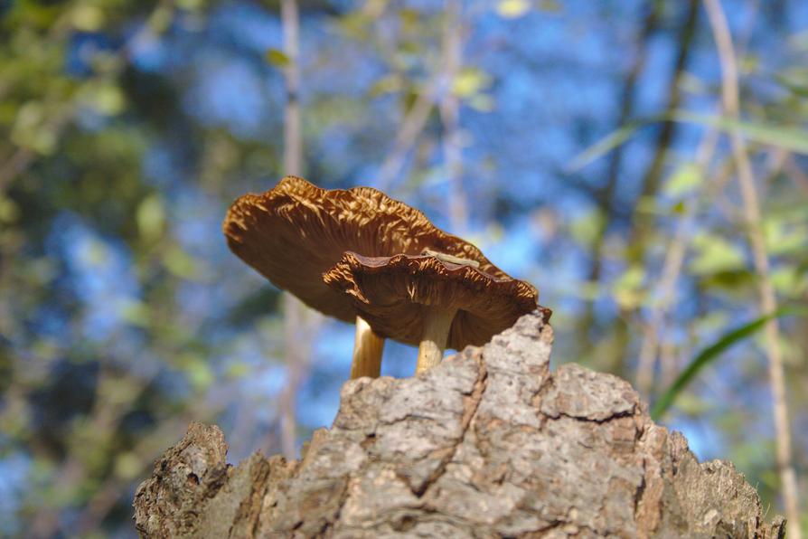 Pilz von unten