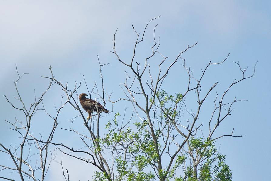 Schreiadler an der Recknitz