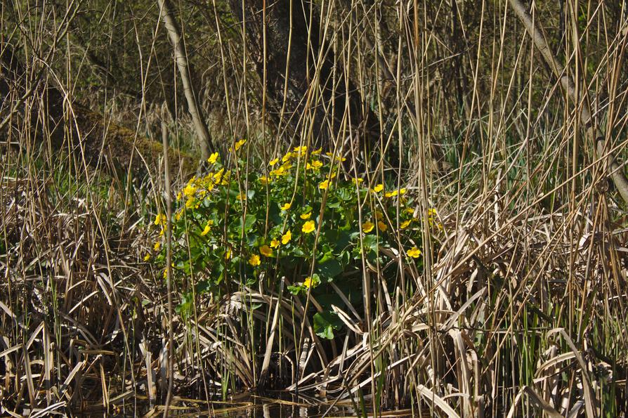 blühende Sumpfdotterblume