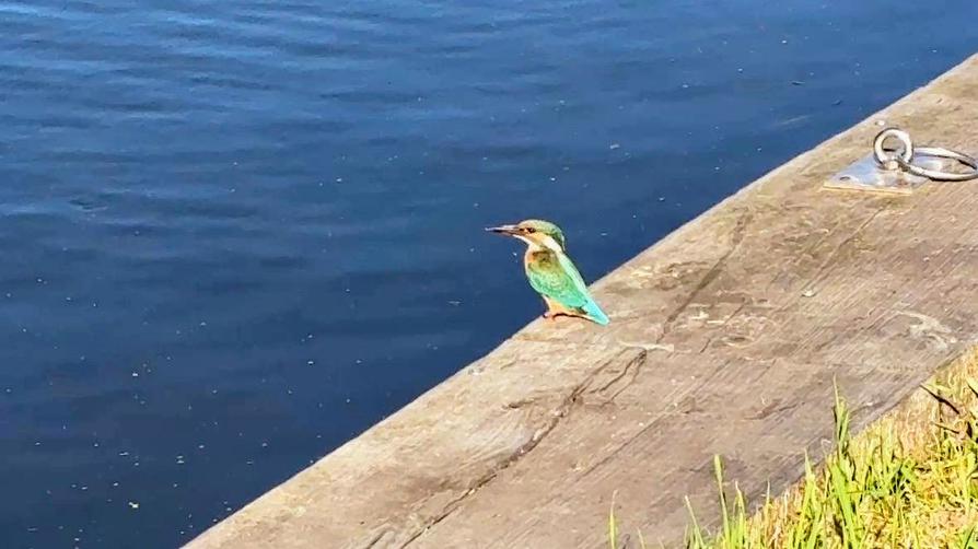 Eisvogel an der Einsetzstelle