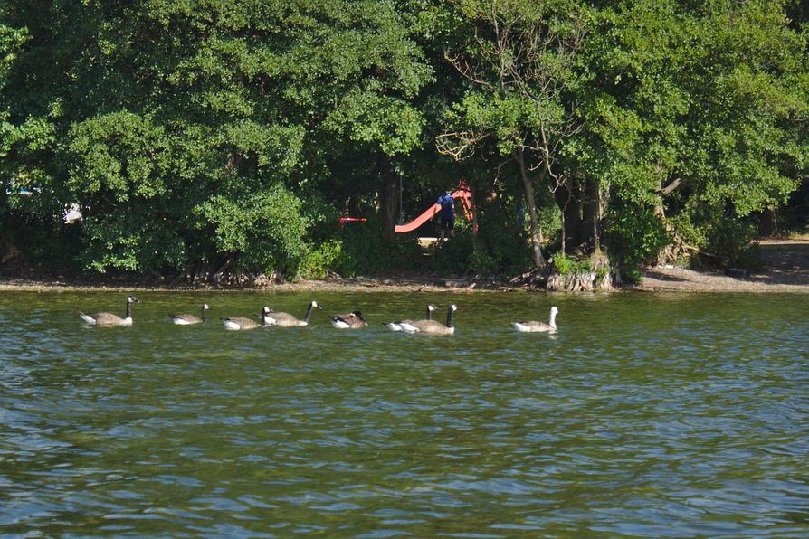 wilde Gänse bei Ruhleben