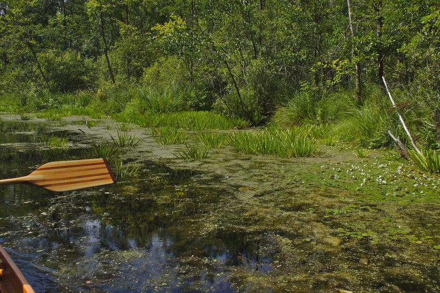 Froschbiss, Kanadische Wasserpest und Krebsschere