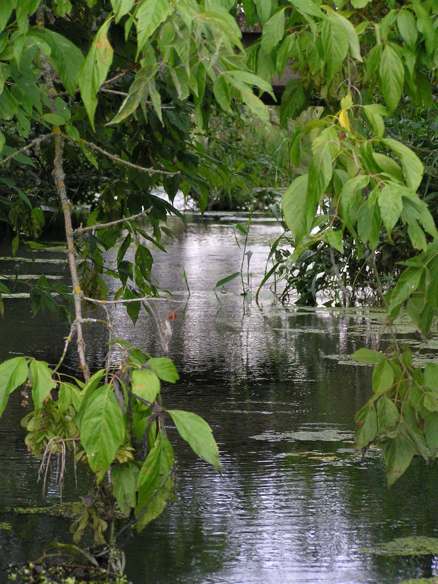 Wildnis in den Poldern in Polen