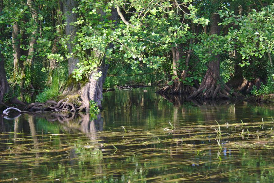 Erlenbruch an der Schwentine