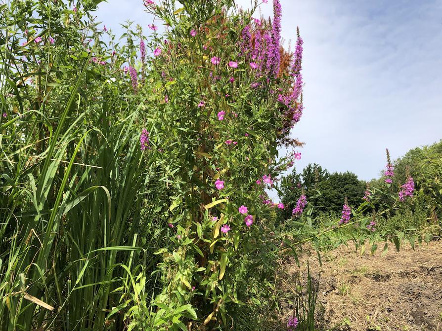 Weidenröschen und Blutweiderich