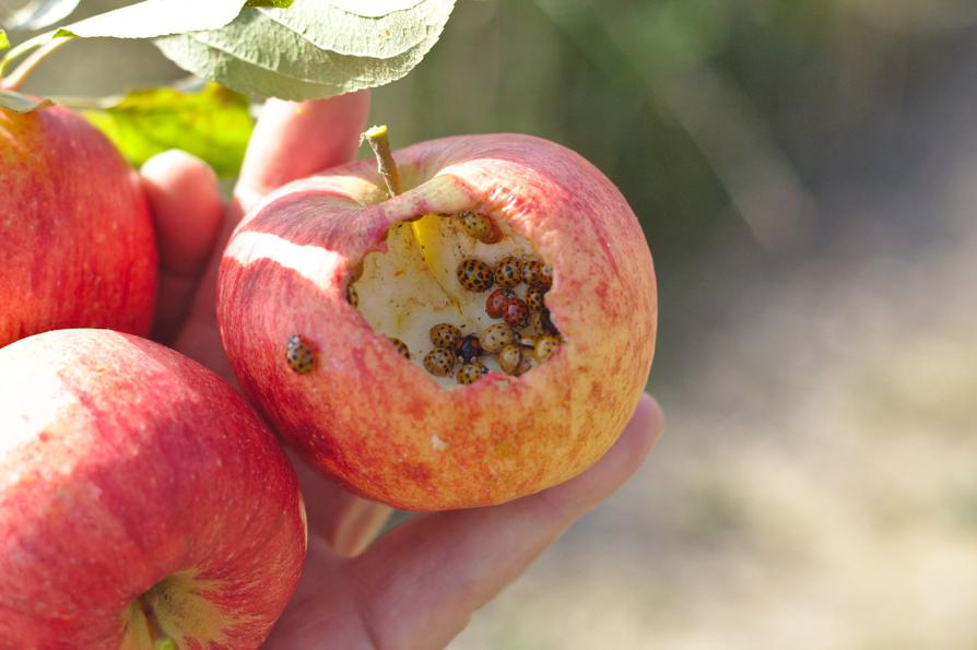 Verschiedenfarbige Marienkäfer in einem Apfel