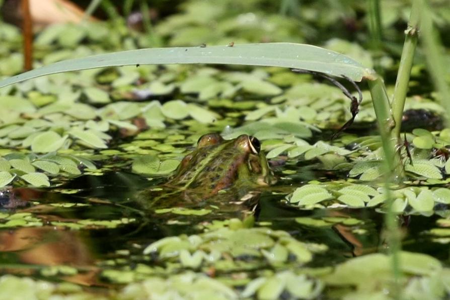 Wasserfrosch im Schwimmfarn