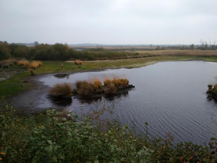 Wildes Moor bei Osterrönfeld