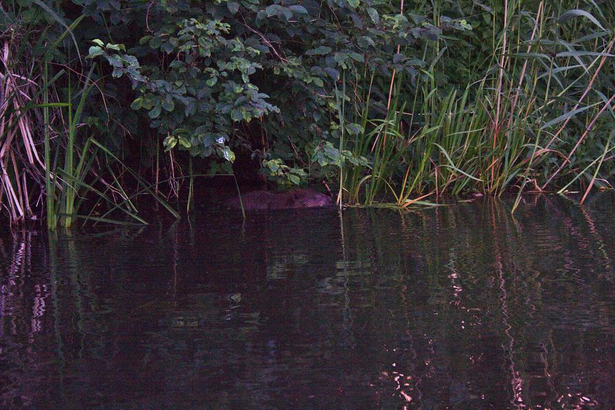 Ein Biber an der Peene