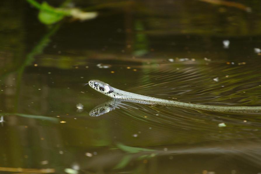 Ringelnatter auf der Havel