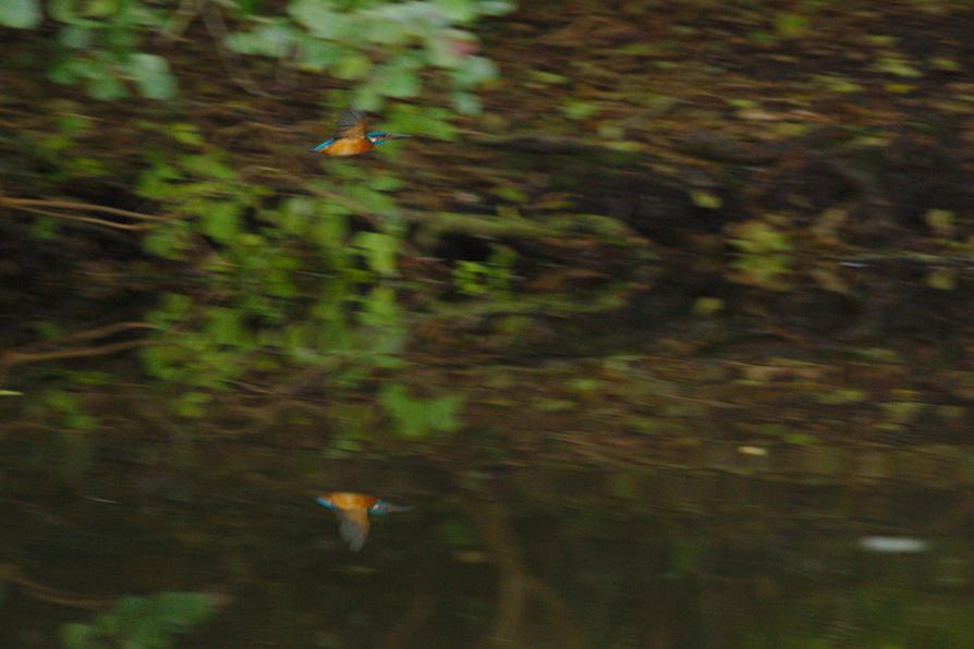 Eisvogel im Anflug