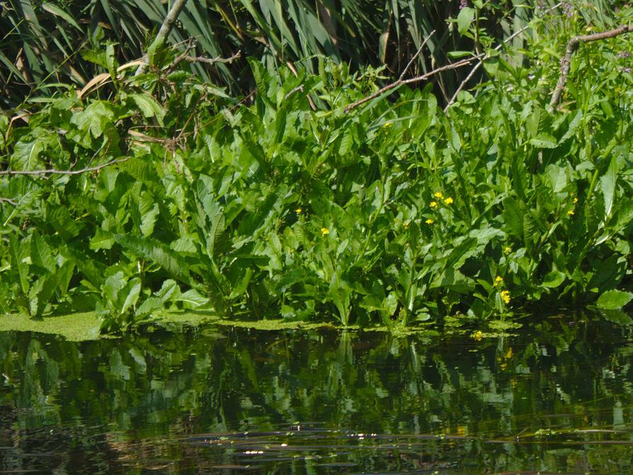 Sumpfkresse in der Schwentine Sumpfkresse in der Schwentine