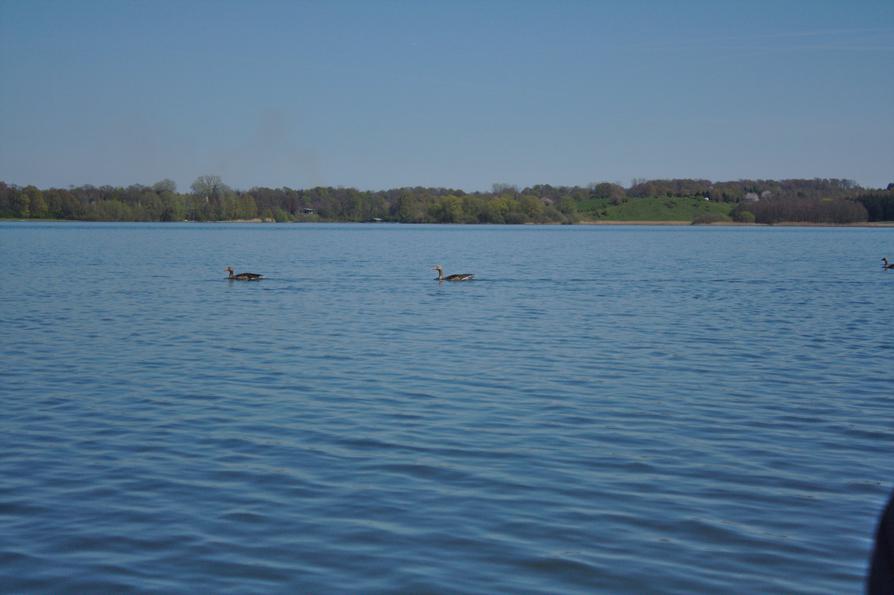 Graugänse auf dem Lanker See