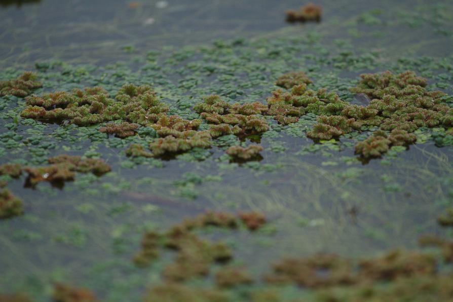 Algen-Schwimmfarn im Laufgraben