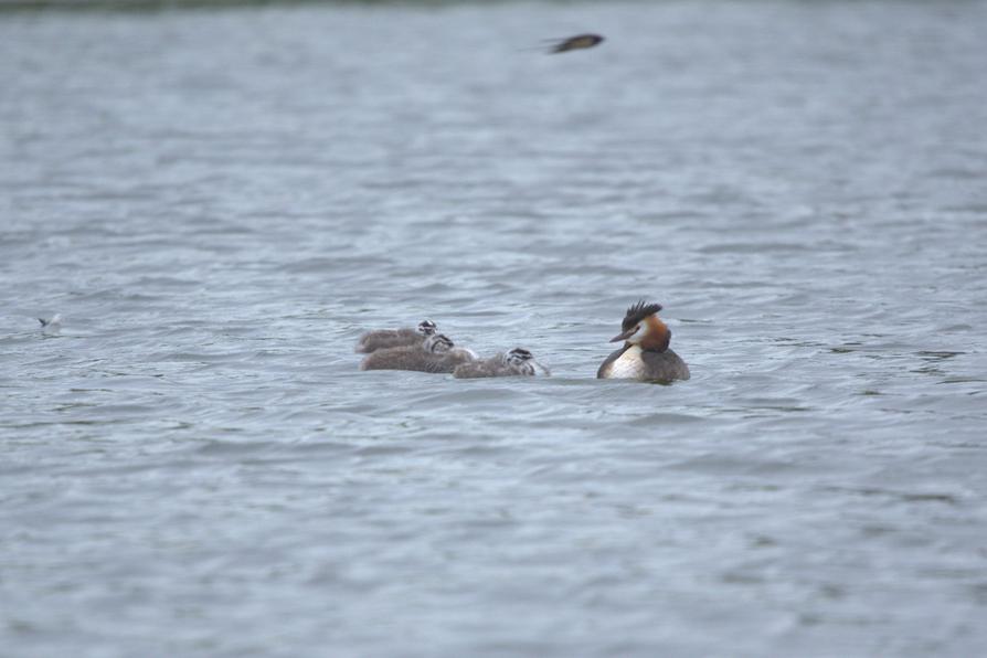 Familie Haubentaucher auf dem Kirchsee in Preetz Familie Haubentaucher auf dem Kirchsee in Preetz