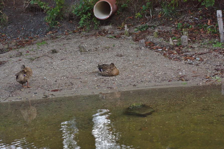 schlafende Stockente an der Schwentine